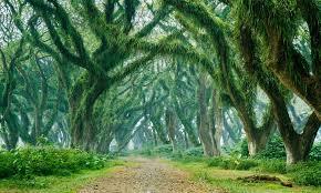 Rekomendasi Tempat Wisata Banyuwangi Terpopuler